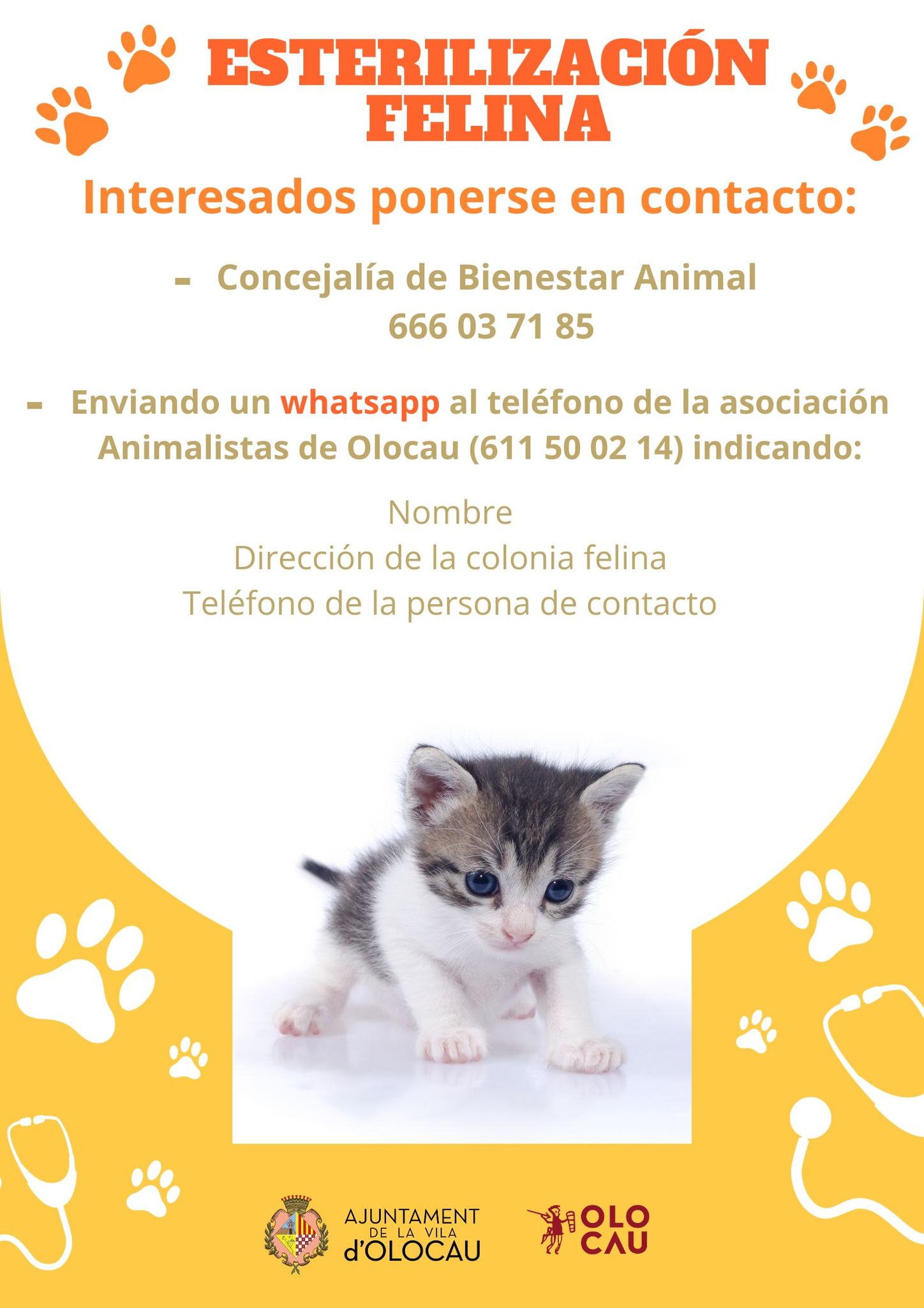 Campa&ntilde;a de esterilizaci&oacute;n felina Olocau