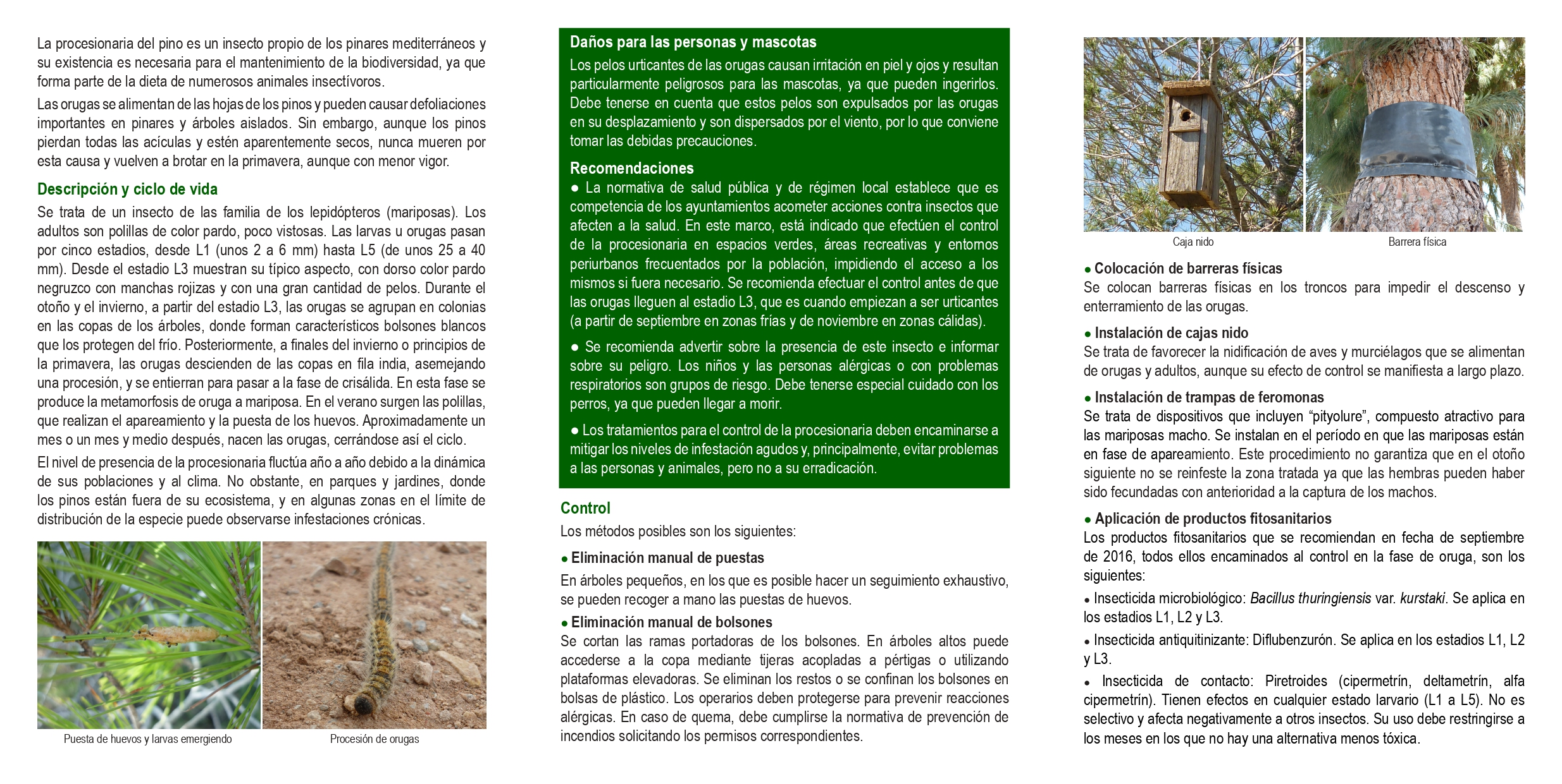 Folleto Procesionaria del Pino