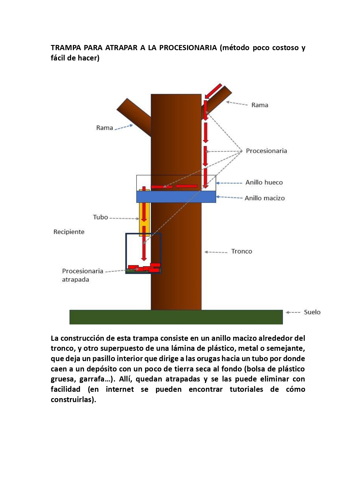 Trampa procesionaria