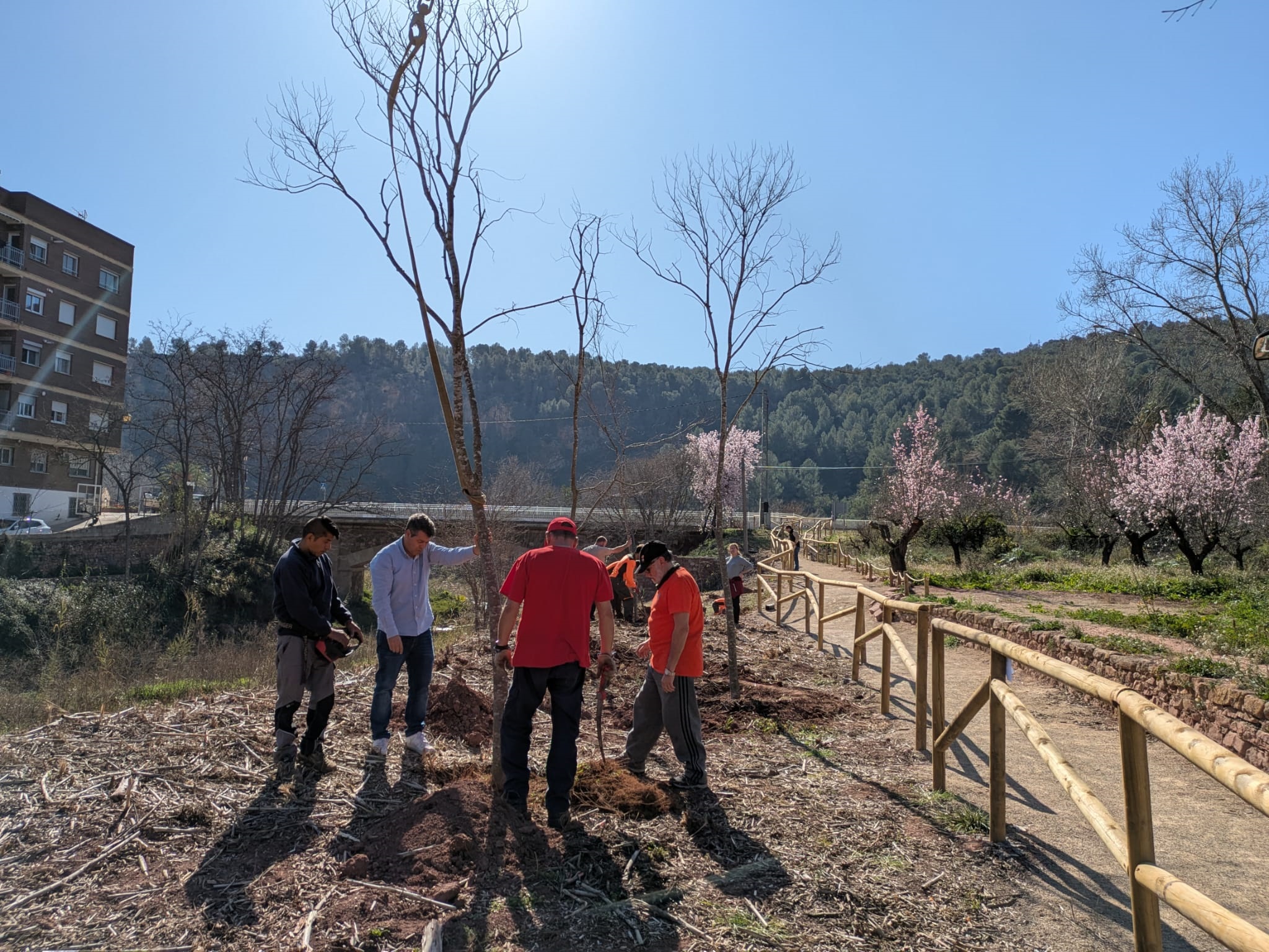 Repoblación forestal Ruta dels Llidoners Olocau
