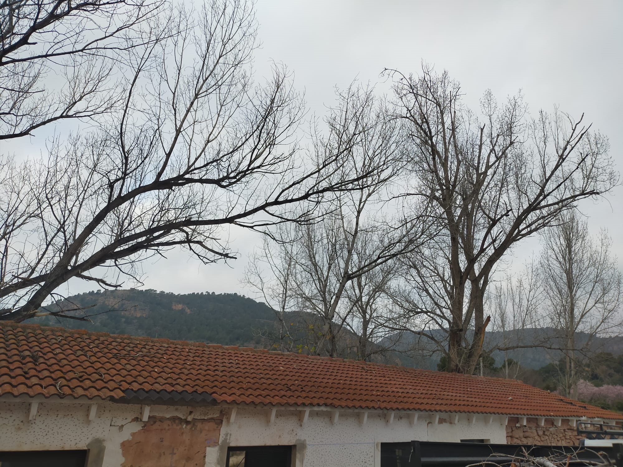 Poda Lavadero Olocau 2