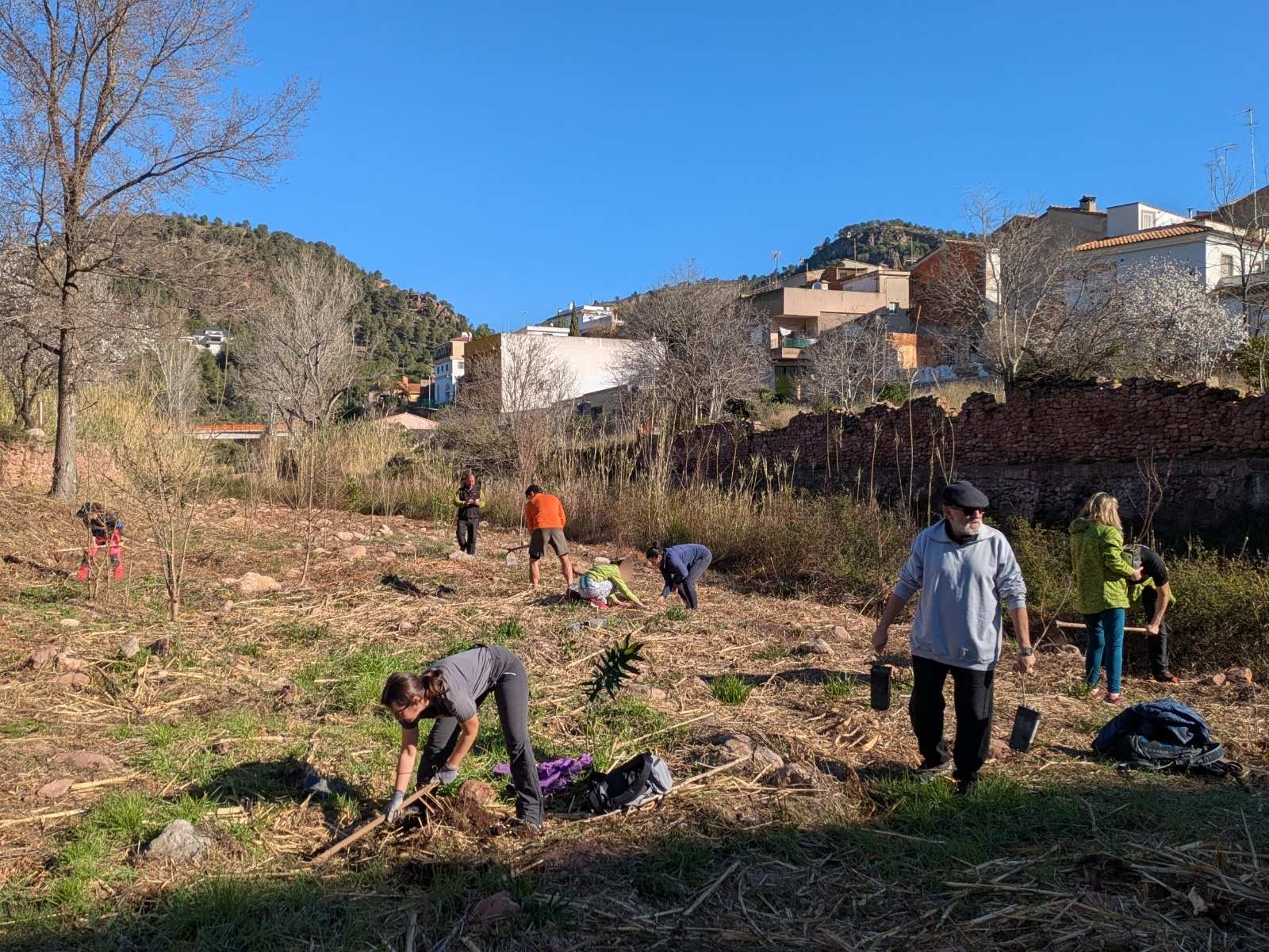 Repoblació forestal CMAC PN Serra Calderona marge dret Barranc Olocau 2