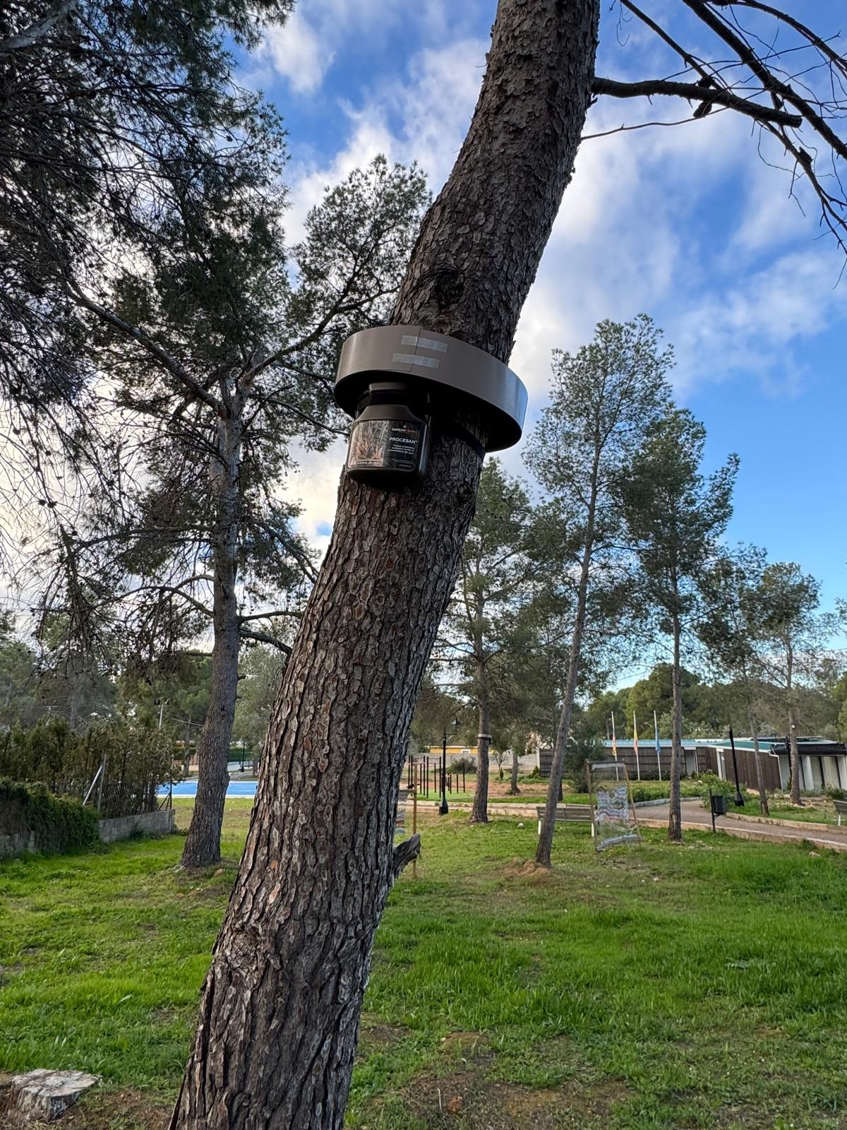 Trampas procesionaria enero 2026 Olocau 2