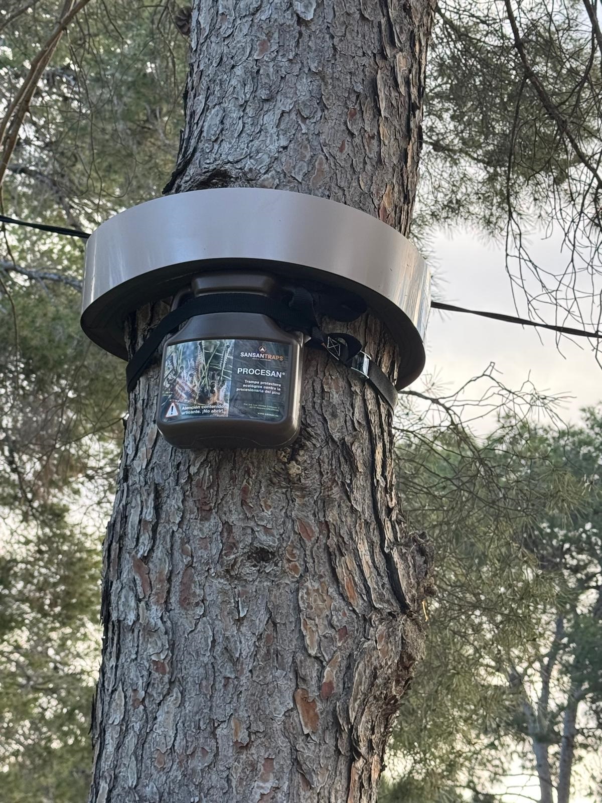 Trampas procesionaria enero 2026 Olocau 1