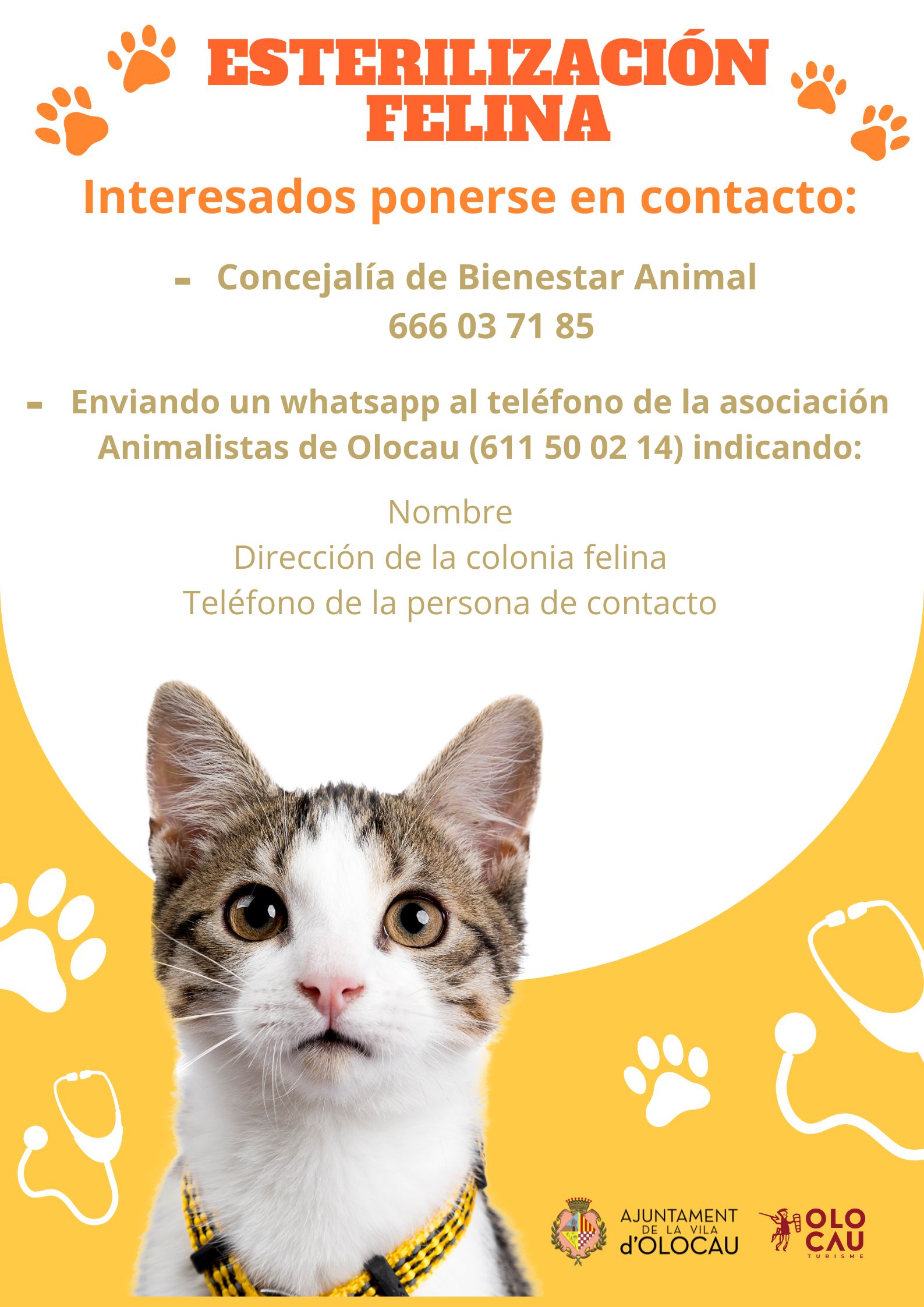 Cartel campaña de esterilización felina Olocau